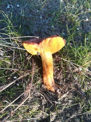 Basidiomycota
