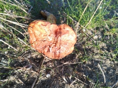Basidiomycota