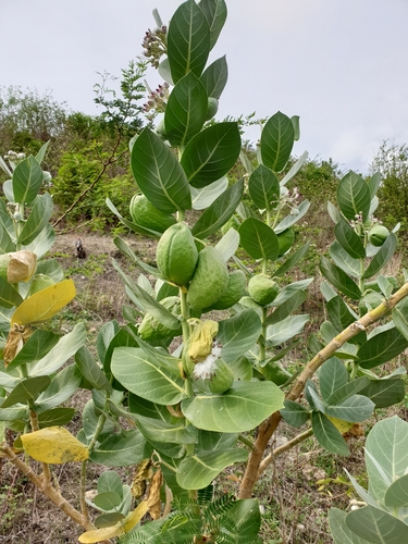 Calotropis procera image