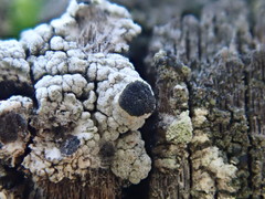 Pseudothelomma occidentale