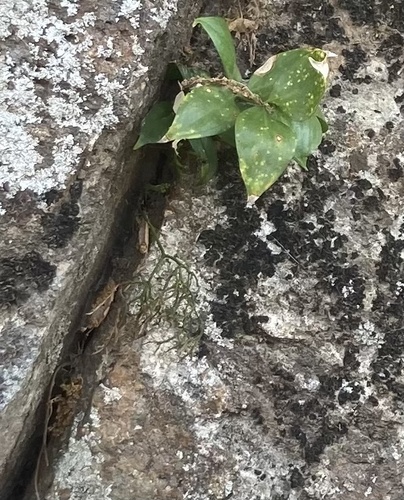 Ruscus hypophyllum
