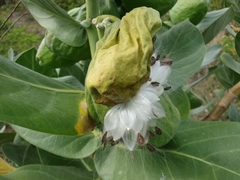 Calotropis procera image