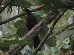 Chamaepetes goudotii