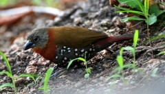 Hypargos niveoguttatus