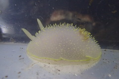 Acanthodoris hudsoni