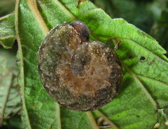Tenthredo ferruginea