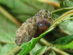 Tenthredo ferruginea