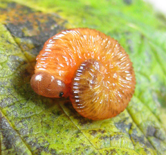 Tenthredo ferruginea