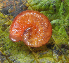 Tenthredo ferruginea