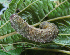 Tenthredo ferruginea
