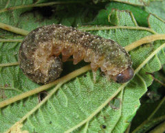 Tenthredo ferruginea