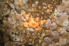 Asteriidae