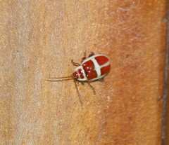 Asphaera discicollis