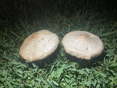 Chlorophyllum molybdites image