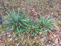 Yucca arkansana