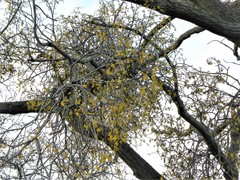 Loranthus europaeus
