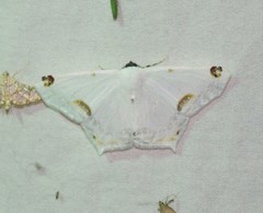 Sericoptera