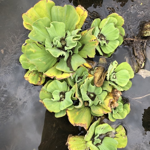 Pistia stratiotes image