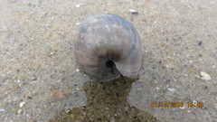 Bulla gouldiana