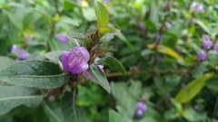Hygrophila pogonocalyx