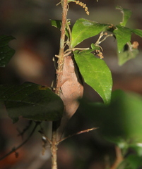 Brookesia superciliaris