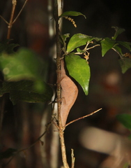 Brookesia superciliaris