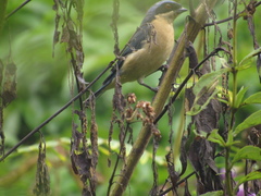 Pipraeidea melanonota