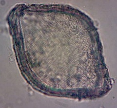 Zygoceros rhombus