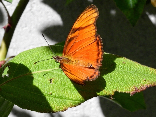 Photo of Juno Silverspot (Dione juno)