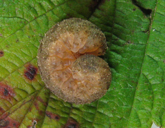 Tenthredo ferruginea
