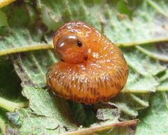 Tenthredo ferruginea