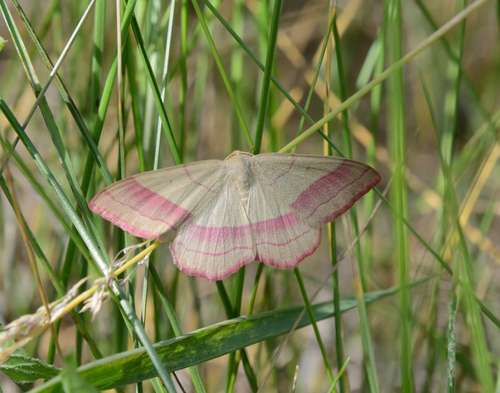 common pink-barred
