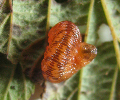 Tenthredo ferruginea