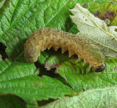 Tenthredo ferruginea