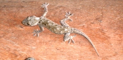 Hemidactylus platycephalus