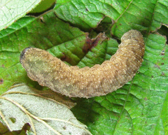 Tenthredo ferruginea