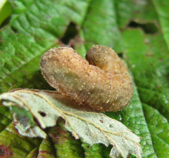 Tenthredo ferruginea