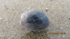 Bulla gouldiana