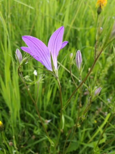 Pievinis katilėlis nuotrauka