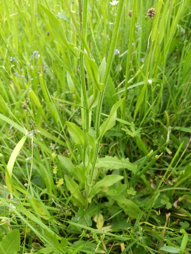 Pievinis katilėlis nuotrauka