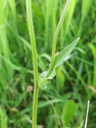 Pievinis katilėlis nuotrauka