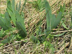 Allium nutans