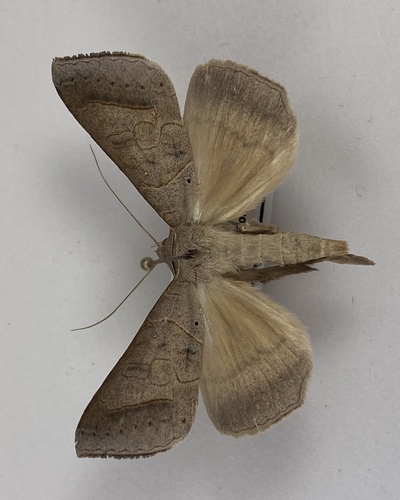 Withered Mocis photo 5