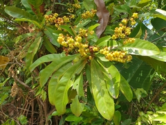 Ochnaceae