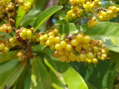 Ochnaceae