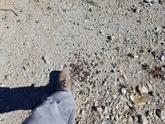 Odocoileus hemionus eremicus