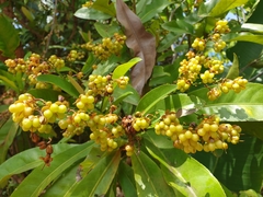 Ochnaceae