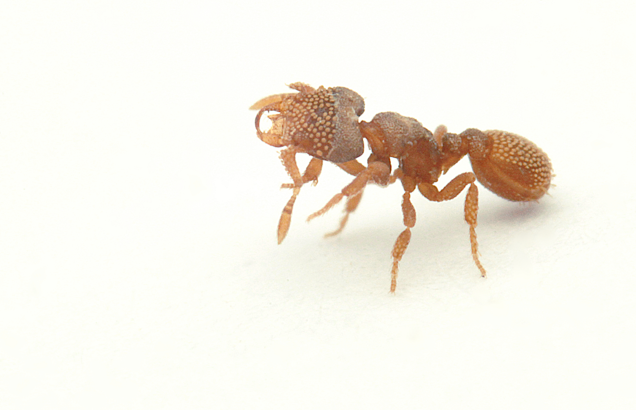 Rhopalothrix