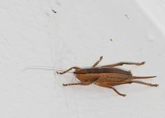 Belocephalus