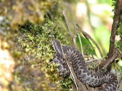 Vipera seoanei